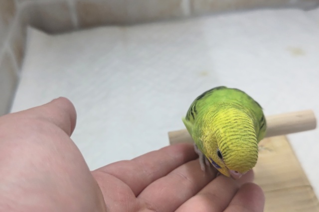 セキセイインコ