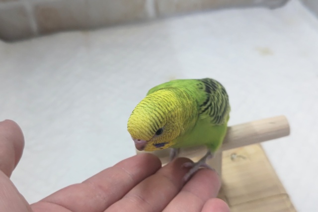 セキセイインコ