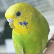 🌟最新画像🌟 ピカピカフレッシュ～🍀 セキセイインコ(グリーンスパングル)