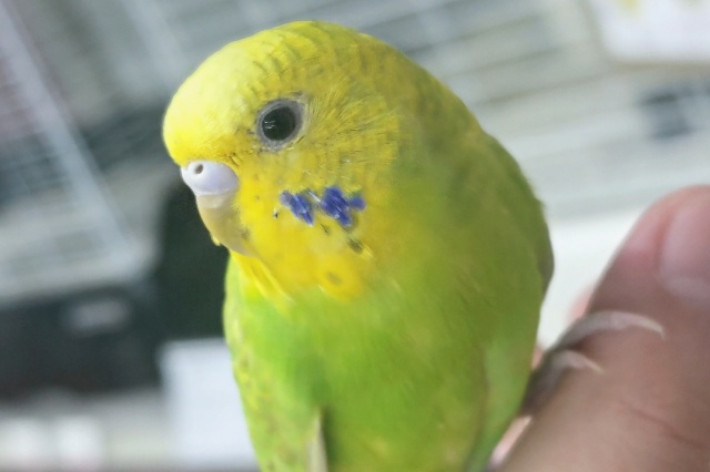 🌟最新画像🌟 ピカピカフレッシュ～🍀 セキセイインコ(グリーンスパングル)