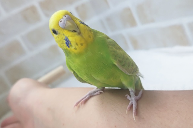 セキセイインコ