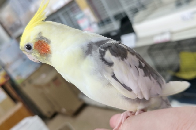 オカメインコ