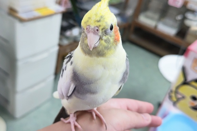 オカメインコ