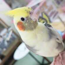 🌟最新画像🌟 動画あり🌟口笛が得意なみんなのリーダー～💛 オカメインコ(パイド)