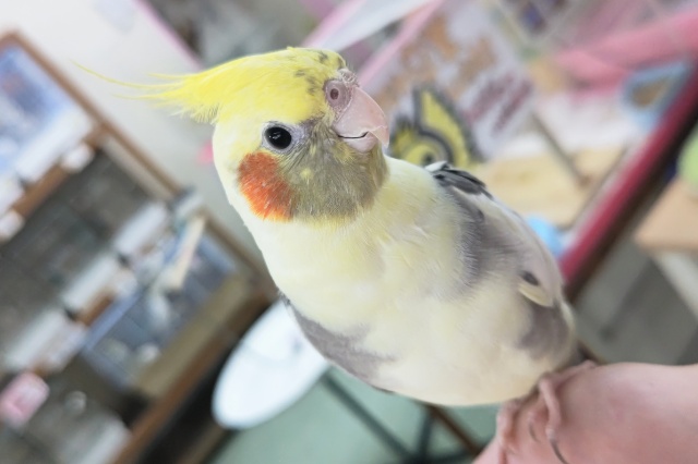 🌟最新画像🌟 動画あり🌟口笛が得意なみんなのリーダー～💛 オカメインコ(パイド)