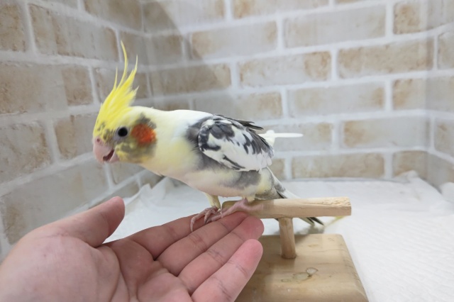 オカメインコ