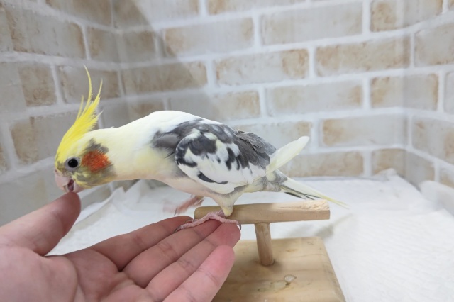 オカメインコ