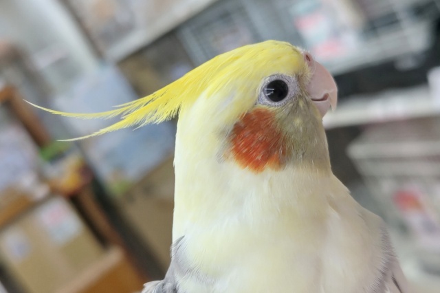 オカメインコ