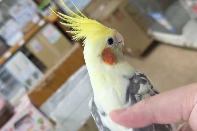 オカメインコ