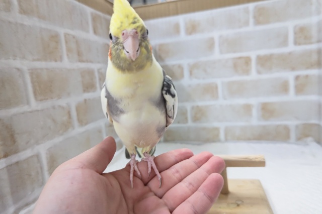 オカメインコ