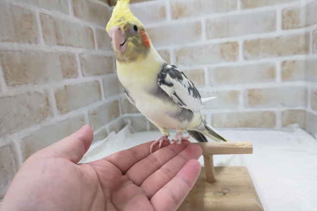 オカメインコ