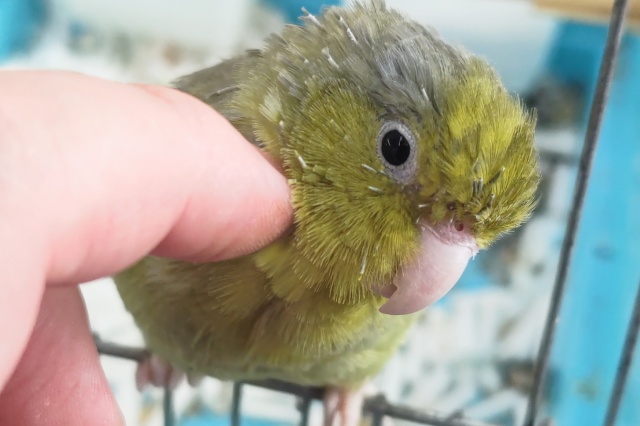 🌟最新画像🌟 とってもマメかわ～🫒 マメルリハインコ(オリーブ)