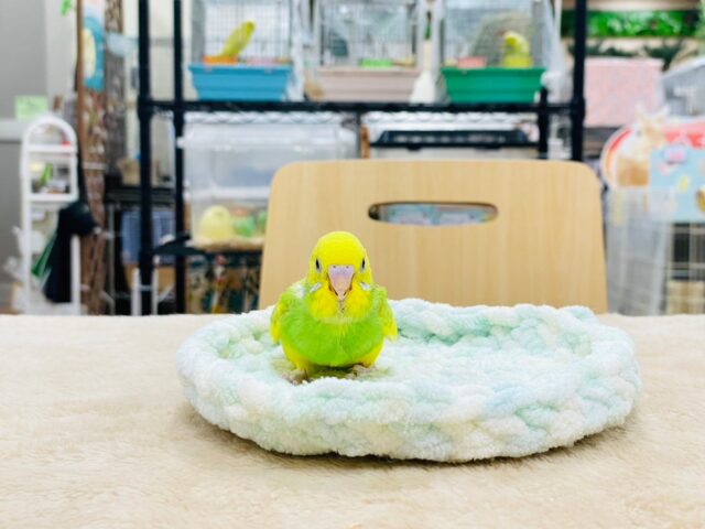 セキセイインコ