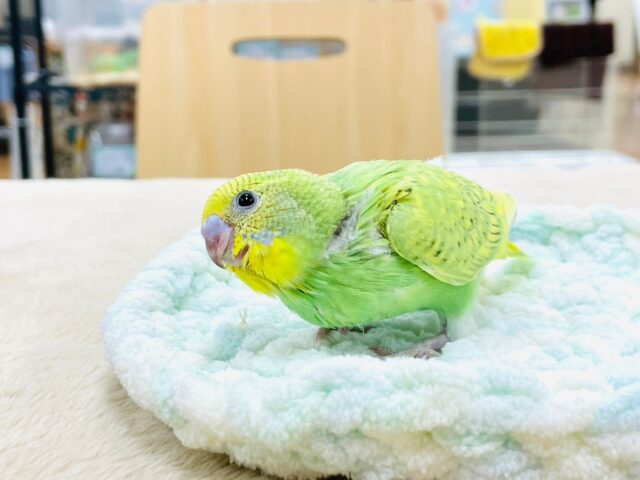 セキセイインコ