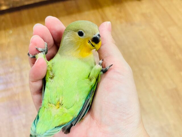 コザクラインコ（小桜インコ）