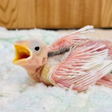 これから真っ白になるよ🐣白文鳥　ヒナ