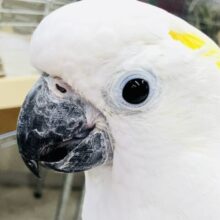 流山店夏祭り開催！！　