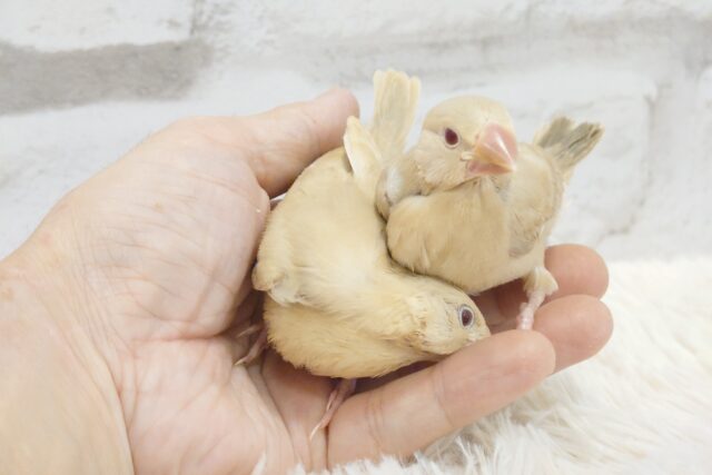 シナモン文鳥