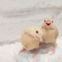 【動画更新🪄】ななめ視線が☆☆　この破壊力っ！！　　シナモン文鳥～～ず♫