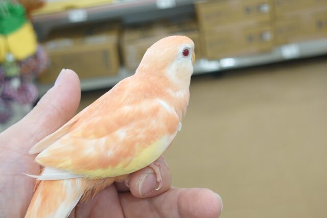 アキクサインコ（秋草インコ）