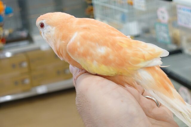 アキクサインコ（秋草インコ）