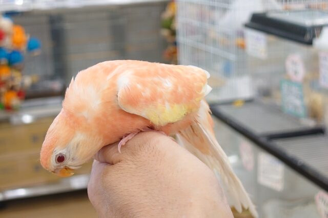 アキクサインコ（秋草インコ）