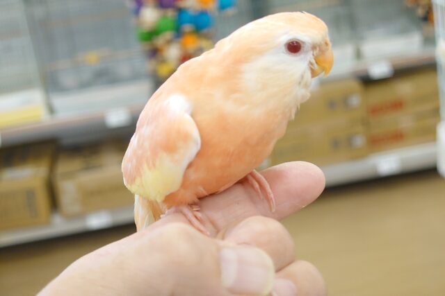 アキクサインコ（秋草インコ）