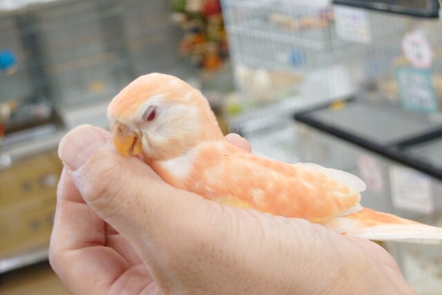 アキクサインコ（秋草インコ）