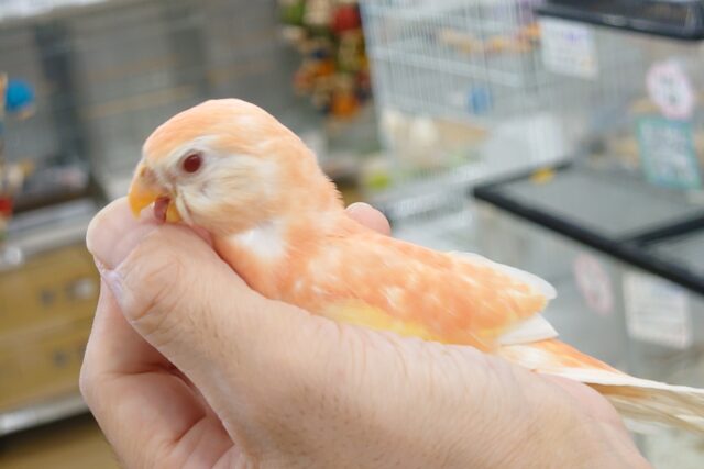 アキクサインコ（秋草インコ）