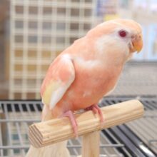 最新画像になります☆　隙あらば、とびたい～　どこまでもーー　アキクサインコ～～　ルビノー