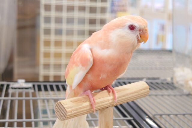 最新画像になります☆　隙あらば、とびたい～　どこまでもーー　アキクサインコ～～　ルビノー