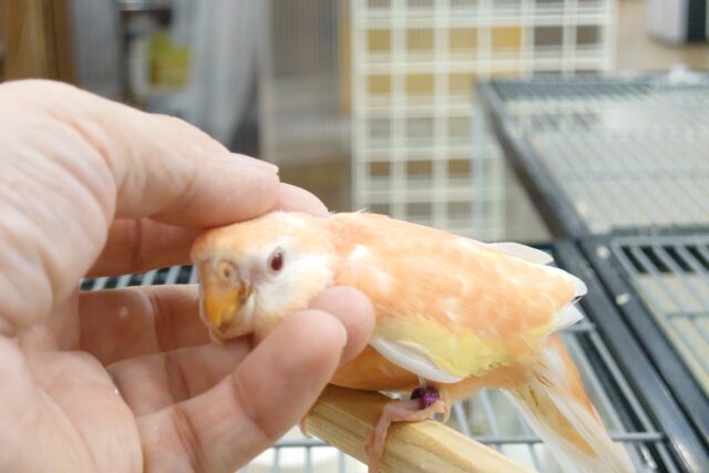 アキクサインコ（秋草インコ）