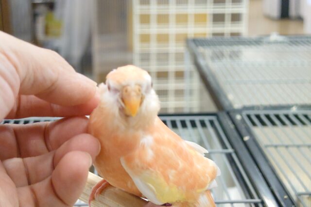 アキクサインコ（秋草インコ）