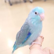 最新画像になります☆　わた毛？？　もう卒業だよ　マメルリハインコ　ブルー～～