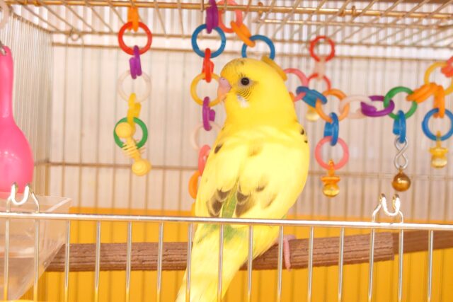 セキセイインコ