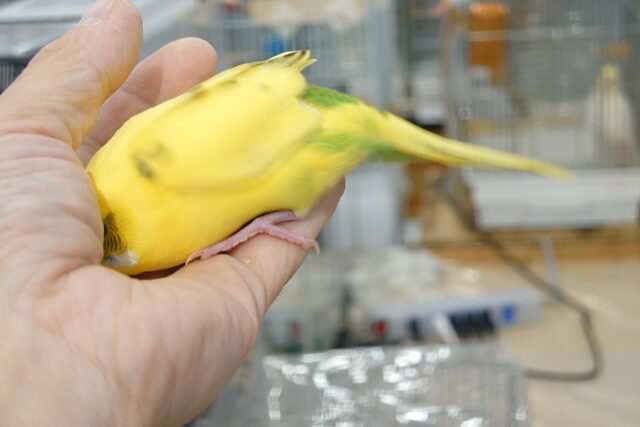 セキセイインコ