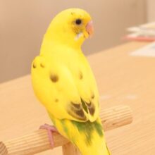 あそびよりーーみずあびより～～　指先が好っきぃーーー　セキセイインコ　ハルクイン☆彡