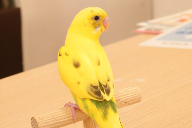 あそびよりーーみずあびより～～　指先が好っきぃーーー　セキセイインコ　ハルクイン☆彡