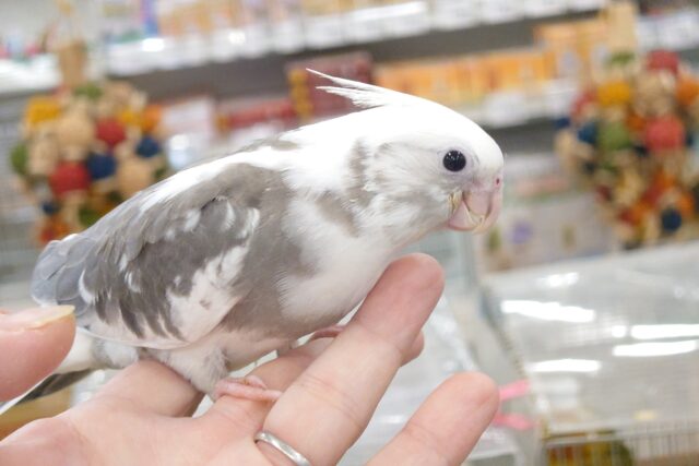 オカメインコ