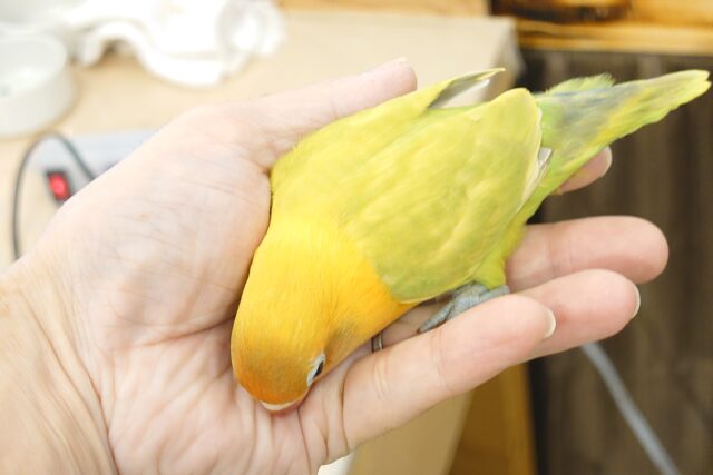 ヤマブキボタンインコ