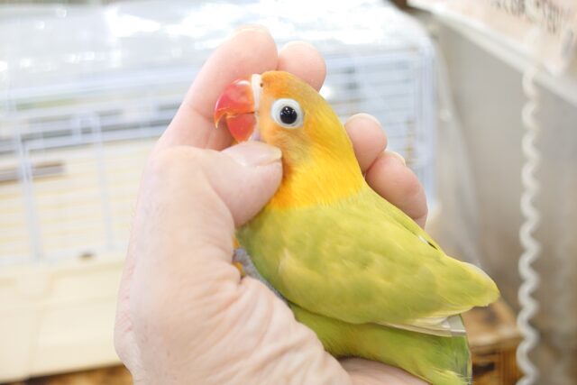 ヤマブキボタンインコ