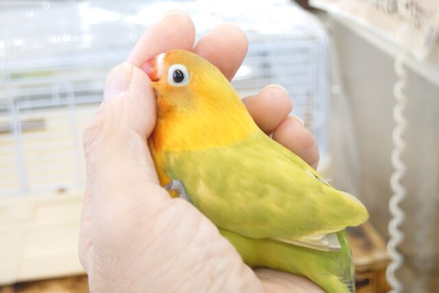 最新画像になります☆　ツンデレ感がｽﾃｷ♩　ヤマブキボタンインコ ～～