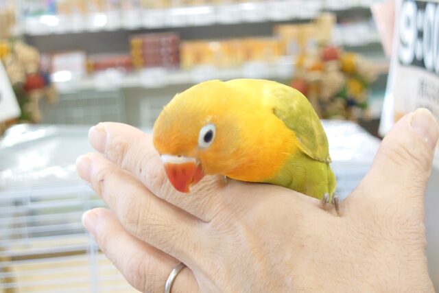 ヤマブキボタンインコ