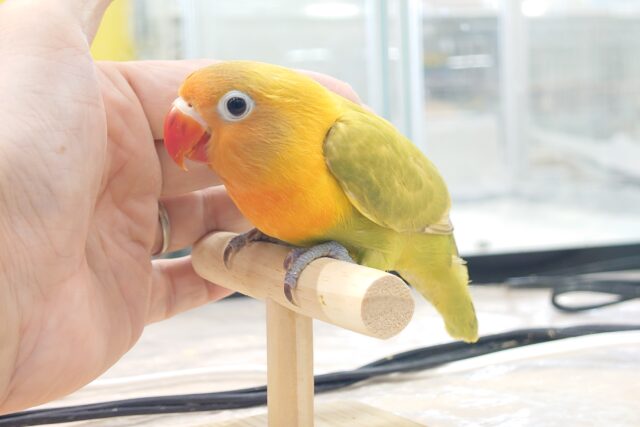 ヤマブキボタンインコ