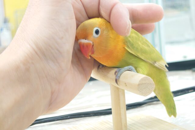 ヤマブキボタンインコ