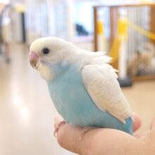 最新画像になります☆　ｶｷｶｷ大好き～～♪　セキセイインコ(パステルレインボースパングル) ヒナ