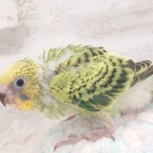 すでにｶｷｶｷ大好きなーーー　予感☆　セキセイインコ　グリーンオパーリン～～
