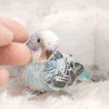 甘え方上手でイチコロ～　飼い主さま、ご注意っ♪♫　セキセイインコ　ブルーオパーリン～～