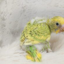 隠れるが隠れるになってない～　セキセイインコ　イエロースパングル～～