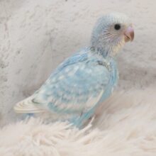甘えるわりにーー、キリッとした視線☆☆がナゾ？？　セキセイインコ　ブルースパングル～～
